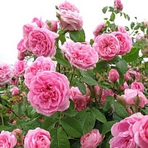 Роза парковая английская Gertrude Jekyll