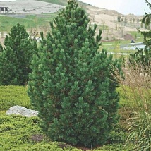 Сосна кедровая европейская Pinus cembra