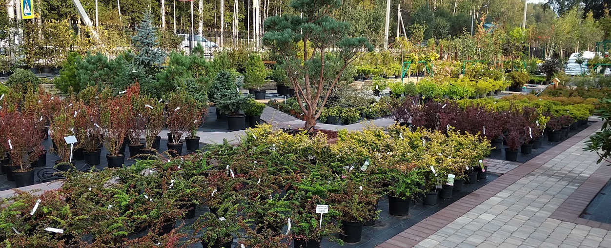 С 24 апреля мы открываем наш Садовый центр. Там Вас ждёт широкий ассортимент садовых растений и сопутствующих товаров по привлекательным ценам!