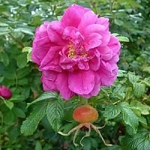 Роза морщинистая Hansa